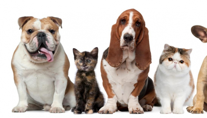 Técnico Auxiliar En Guarderías, Criaderos Y Refugios Para Animales De Compañía